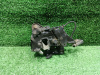 Замок капота BMW 7 F01/F02 (08-15) L б\у  (арт. 51237184441)